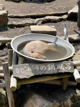 伊豆シャボテン動物公園に投稿された画像（2021/8/2）