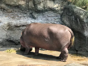 天王寺動物園に投稿された画像（2021/8/2）