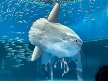 横浜・八景島シーパラダイスに投稿された画像（2021/8/2）