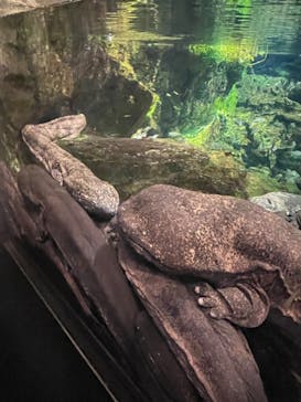 京都水族館に投稿された画像（2021/8/2）