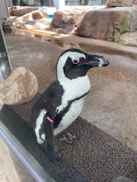 京都水族館に投稿された画像（2021/8/2）