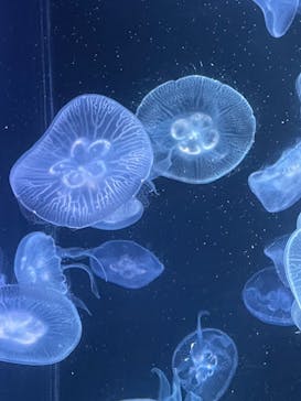 京都水族館に投稿された画像（2021/8/2）