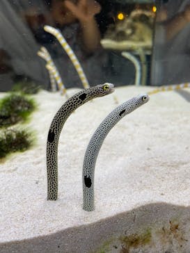 京都水族館に投稿された画像（2021/8/2）