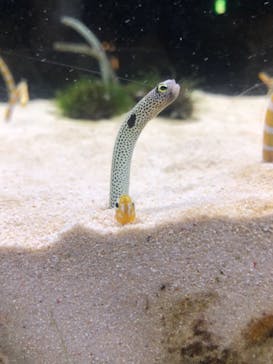 京都水族館に投稿された画像（2021/8/2）