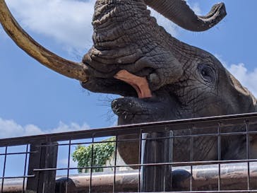 秋吉台自然動物公園 サファリランドに投稿された画像（2021/8/2）