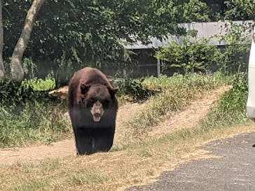 秋吉台自然動物公園 サファリランドに投稿された画像（2021/8/2）