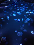 すみだ水族館に投稿された画像（2021/8/2）