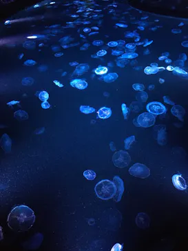 すみだ水族館に投稿された画像（2021/8/2）