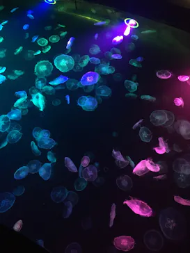 すみだ水族館に投稿された画像（2021/8/2）