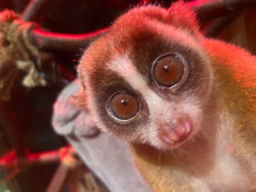 Moff animal world MARK IS みなとみらい店に投稿された画像（2021/8/2）