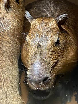 Moff animal world MARK IS みなとみらい店に投稿された画像（2021/8/2）