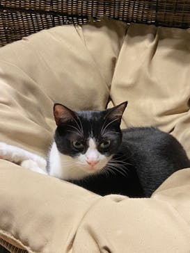 Moff animal world MARK IS みなとみらい店に投稿された画像（2021/8/2）