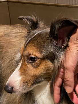 Moff animal world MARK IS みなとみらい店に投稿された画像（2021/8/2）