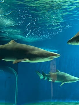 アクアワールド茨城県大洗水族館に投稿された画像（2021/8/2）