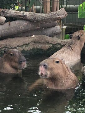 神戸どうぶつ王国に投稿された画像（2021/8/2）