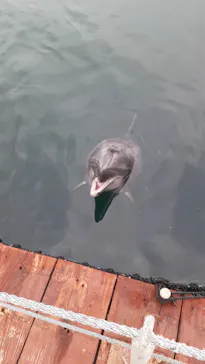 うみたま体験パーク 「つくみイルカ島」に投稿された画像（2021/8/2）