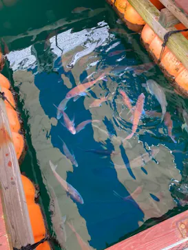 うみたま体験パーク 「つくみイルカ島」に投稿された画像（2021/8/2）