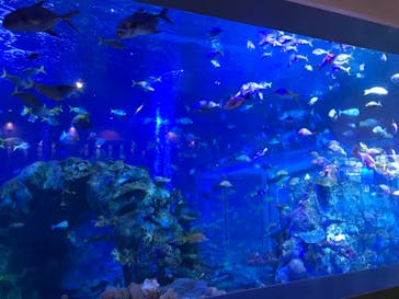鳥羽水族館に投稿された画像（2021/8/2）