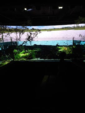 カワスイ 川崎⽔族館に投稿された画像（2021/8/2）