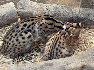 神戸どうぶつ王国に投稿された画像（2021/8/3）