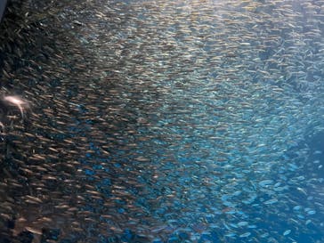 名古屋港水族館に投稿された画像（2021/8/3）