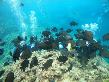 武藤潜水に投稿された画像（2021/8/3）