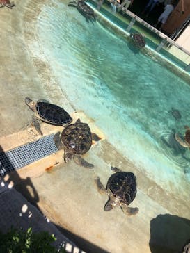 新江ノ島水族館に投稿された画像（2021/8/3）