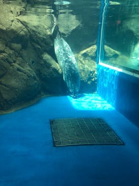 新江ノ島水族館に投稿された画像（2021/8/3）