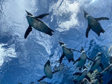 サンシャイン水族館に投稿された画像（2021/8/3）