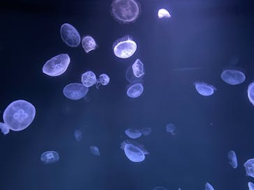 サンシャイン水族館に投稿された画像（2021/8/3）