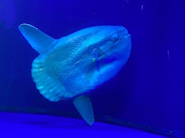 サンシャイン水族館に投稿された画像（2021/8/3）