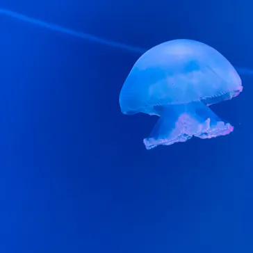 すみだ水族館に投稿された画像（2021/8/3）