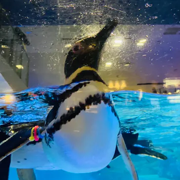 すみだ水族館に投稿された画像（2021/8/3）