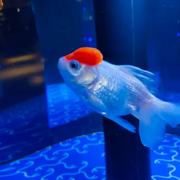 すみだ水族館に投稿された画像（2021/8/3）