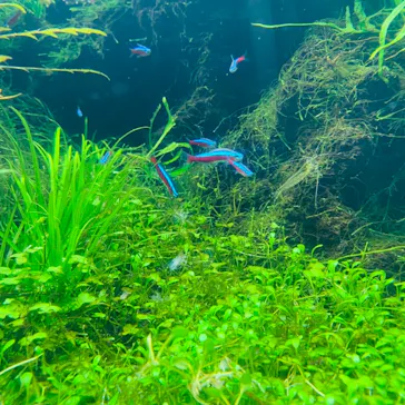 すみだ水族館に投稿された画像（2021/8/3）