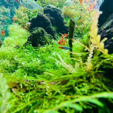 すみだ水族館に投稿された画像（2021/8/3）