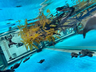 名古屋港水族館に投稿された画像（2021/8/3）