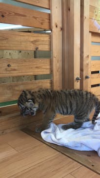 秋吉台自然動物公園 サファリランドに投稿された画像（2021/8/3）