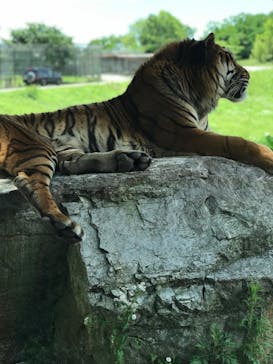 秋吉台自然動物公園 サファリランドに投稿された画像（2021/8/3）