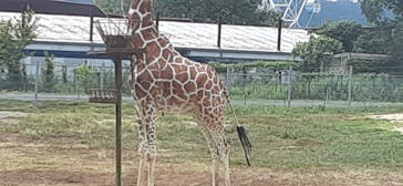 秋吉台自然動物公園 サファリランドに投稿された画像（2021/8/3）