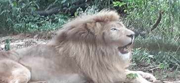 秋吉台自然動物公園 サファリランドに投稿された画像（2021/8/3）