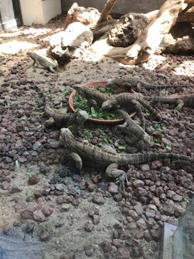 体感型動物園iZooに投稿された画像（2021/8/3）