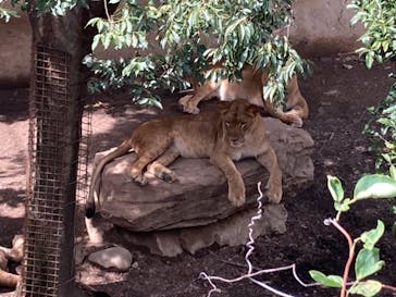 群馬サファリパークに投稿された画像（2021/8/3）