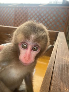 しろとり動物園に投稿された画像（2021/8/3）