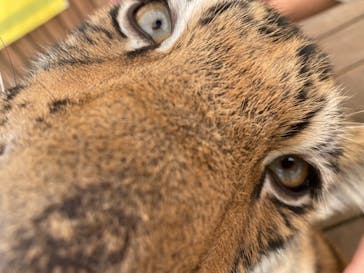 しろとり動物園に投稿された画像（2021/8/3）