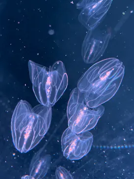 仙台うみの杜水族館に投稿された画像（2021/8/3）