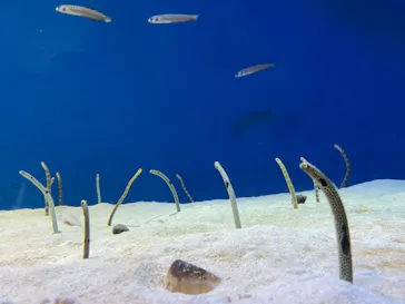仙台うみの杜水族館に投稿された画像（2021/8/3）