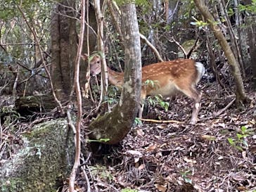 Yamakara屋久島に投稿された画像（2021/8/3）