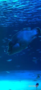 サンシャイン水族館に投稿された画像（2021/8/4）