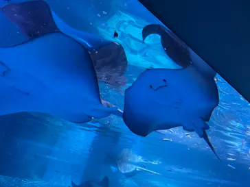 横浜・八景島シーパラダイスに投稿された画像（2021/8/4）